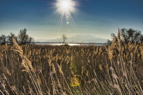 Champ de blé doré avec rayons de soleil surplombant la côte de Banyuls-sur-Mer et les montagnes