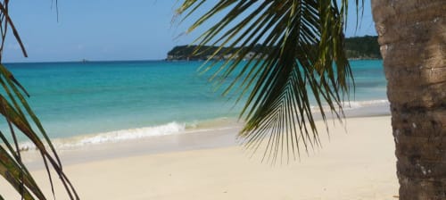 Palmiers - Vacances en Guadeloupe 