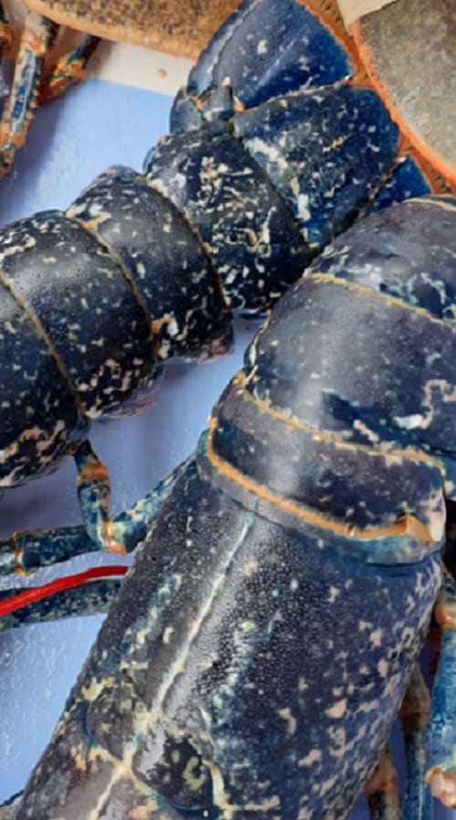 Fresh lobsters from the Cotentin, photo taken by Caroline, the owner of the guesthouse Le Mora at Barfleur