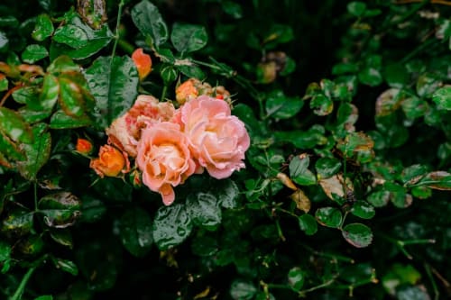 fleurs et découverte jardin de la Loire château d'anjou