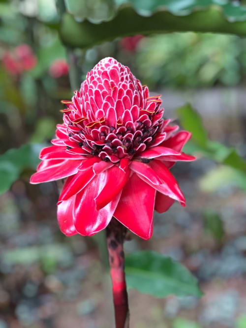 balata garden - martinique - ecolodge - nature - sun - stroll