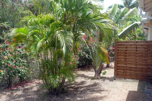 Jardin tropical - Guadeloupe 