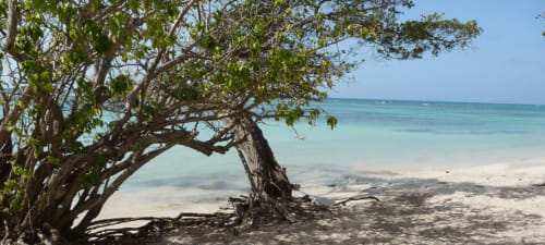 Plage paradisiaque en Guadeloupe