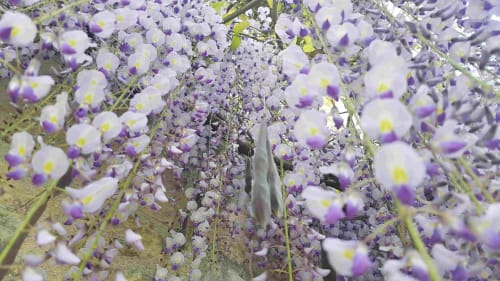 Wisteria in bloom at the Loge du Grand Cèdre, accommodation near Saintes 17100