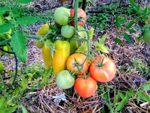 tomates-fraiches-saison-potager-maison-chateau-chambiers-zip