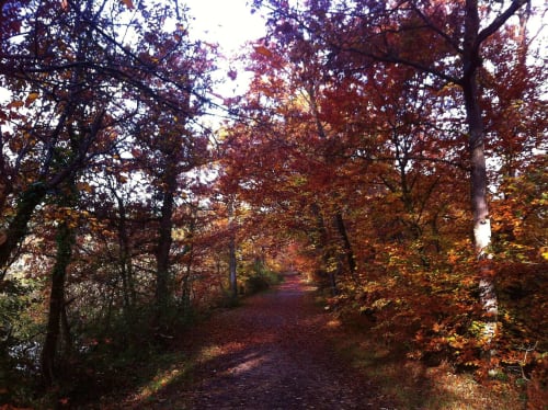 foret-chambiers-automne-peche-promenade-randonnee-balade-zip