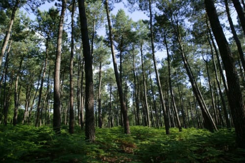 parc-jardin-arbre-nature-chateau-foret-chambiers-zip