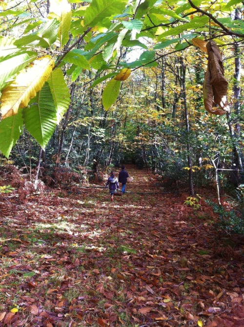 foret-chambiers-automne-activité-enfant-peche-promenade-randonnee-zip