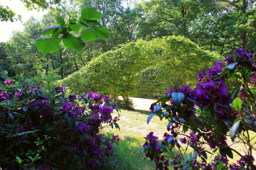 rhododendrons-fleurs-arrivee-printemps-chateau-chambiers-zip
