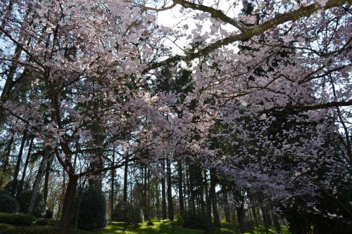 cerisiers japonais-jardin japonais-hanami-chambres d hotes-maulevrier