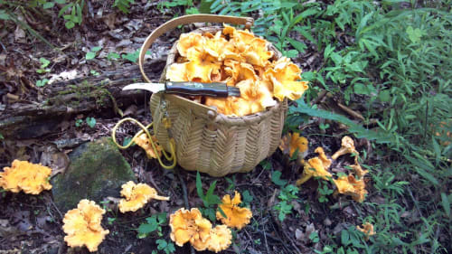 balade-foret-chasse-champignon-chateau-chambiers-automne-zip