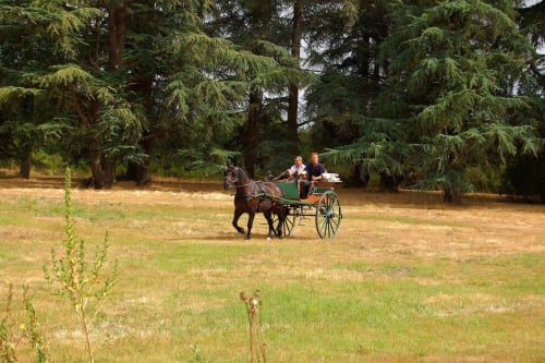 caleche-attelage-chevaux-activite-chateau-chambiers-zip