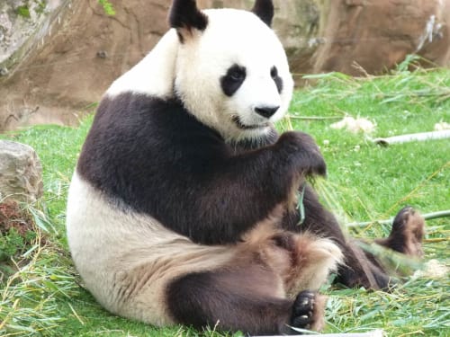 Beauval Zoo Panda Loire Valley