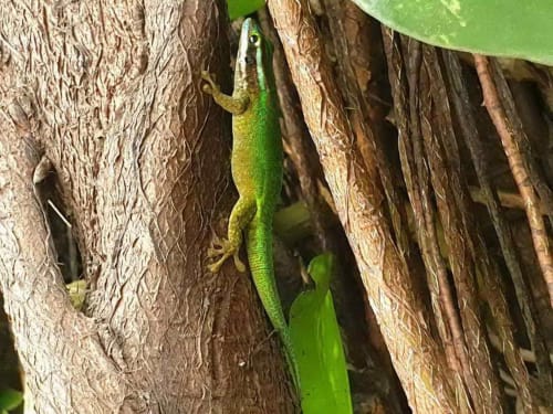 Gecko vert de Manapany les bains