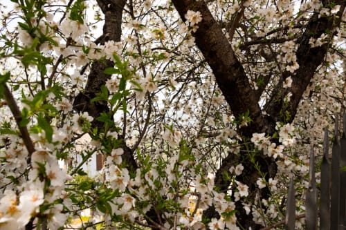 El Pontifical -  Los Santos de la Humosa (Madrid)