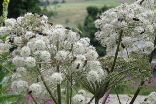 Maison d'hôtes à la campagne, plante sauvage Angélique aux Bastides du Mezenc
