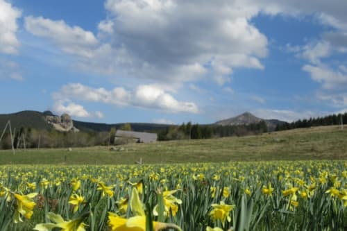 Prairies montagneuses