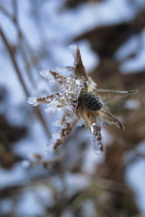Observation des plantes sauvages - Saint-Front