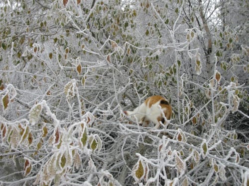 végétation sous la neige