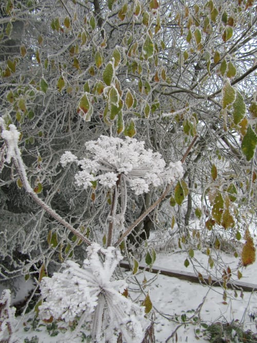 Fleurs enneigées 
