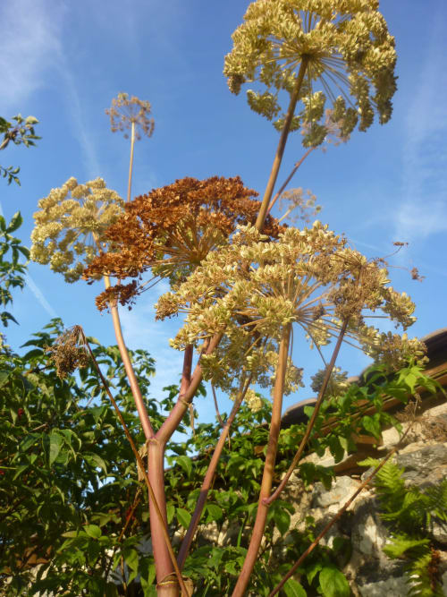 Fleurs sauvages 