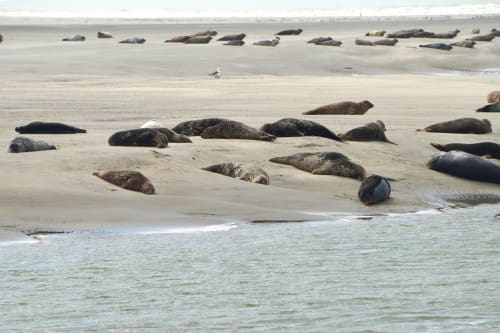 phoque La Baie d’Authie - visiter baie de somme - villa marie