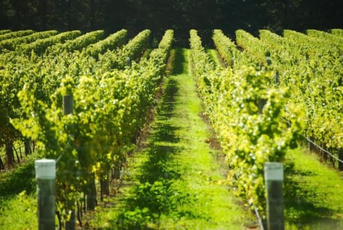Vineyards in Charente Maritime