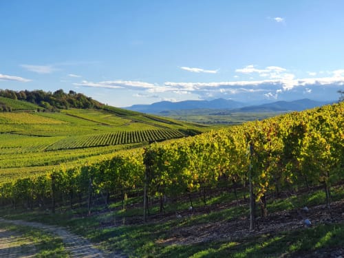 Vignoble alsacien depuis Rorschwihr