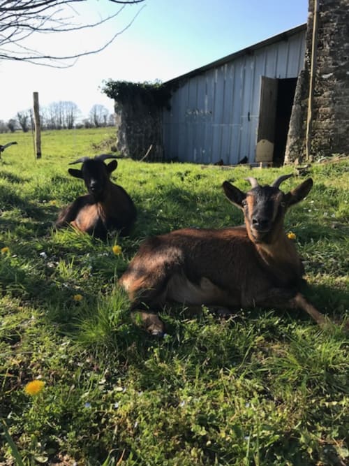 Ferme aux animaux dans le Finistère - Les Chambres de Napoléon