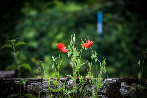fleurs du jardin - jardin le clos des platanes - gite aix les bains