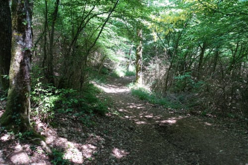 fôret de Corsuet - gite le clos des platanes