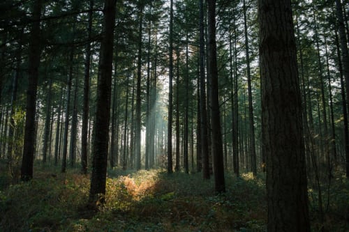 Rental in the Landes - forest - south-west