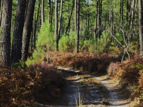 Landes Forest - Rental