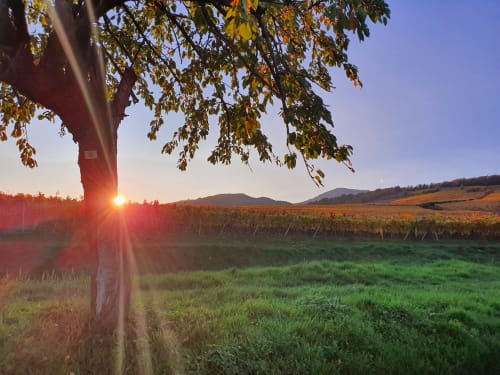 fall in Alsatian vineyard