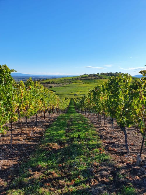 Vignoble alsace été