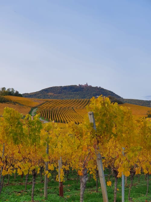 Route des vins d'Alsace automne