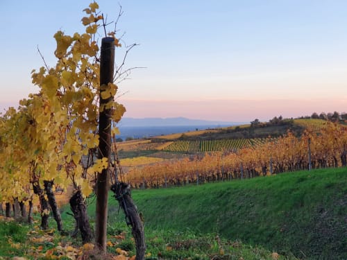 Vignoble alsace automne