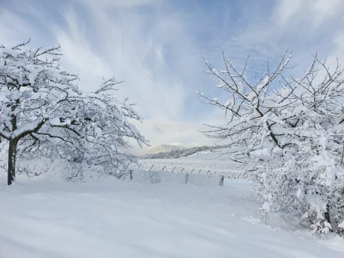 Vignoble alsacien sous la neige