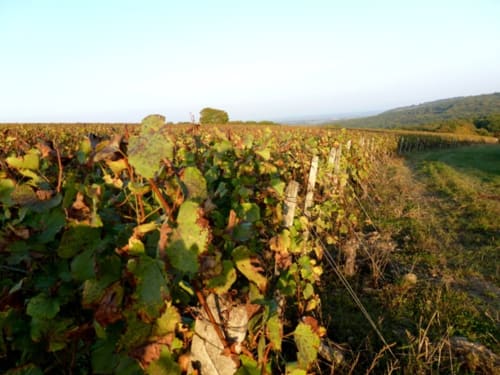 Location domaine pour mariage en Franche Comté | Domaine Joseph Lafarge VIgne Raison Oenotourisme Vert Randonnée Saison Vins 