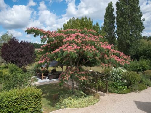 arbre fleuri - la demalerie - chateau de la loire