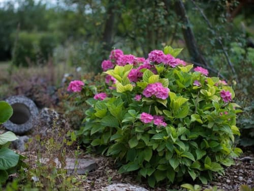 arbuste jardin la demalerie - pivoine à cheverny