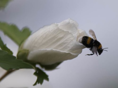 abeille - jardin la demalerie - location dans la Loire