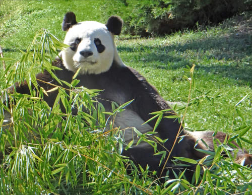 Beauval Zoo - La Demalerie - Cheverny
