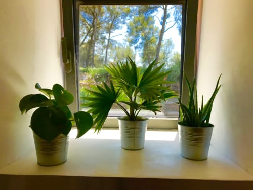 Plants - Apartment decoration - Rentals Var - Mas Misajail
