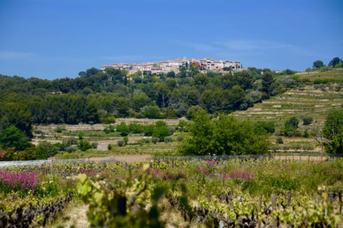 vignoble provençal - paysage en Provence - Mas Misajail 