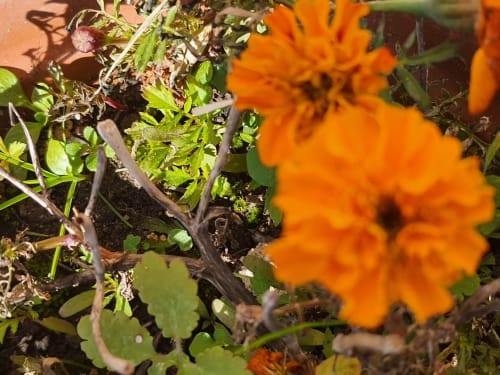 la fleur souci, jardin Chante cristal