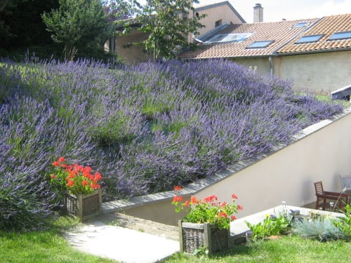 Jardin de lavande -  Gîte Les Coquelicots - Marieulles 