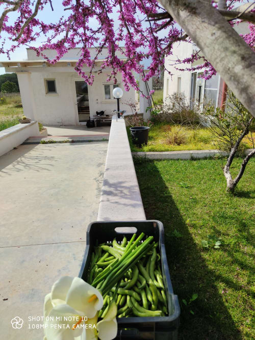 Stella del Sud Guesthouse -  Patù, San Gregorio, Lecce, Puglia