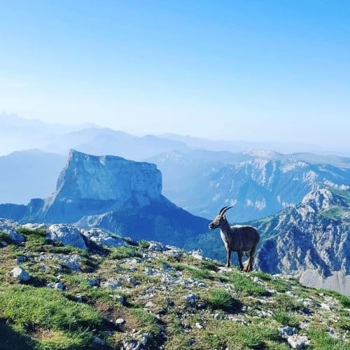 Le mont aiguille depuis la vue du grand Veymont avec ces habitant les mouflons