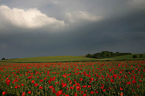 coquelicot - vallée de somme 
